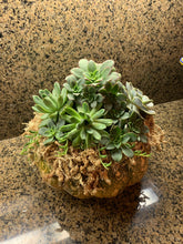 Load image into Gallery viewer, Pumpkin Succulent Arrangement