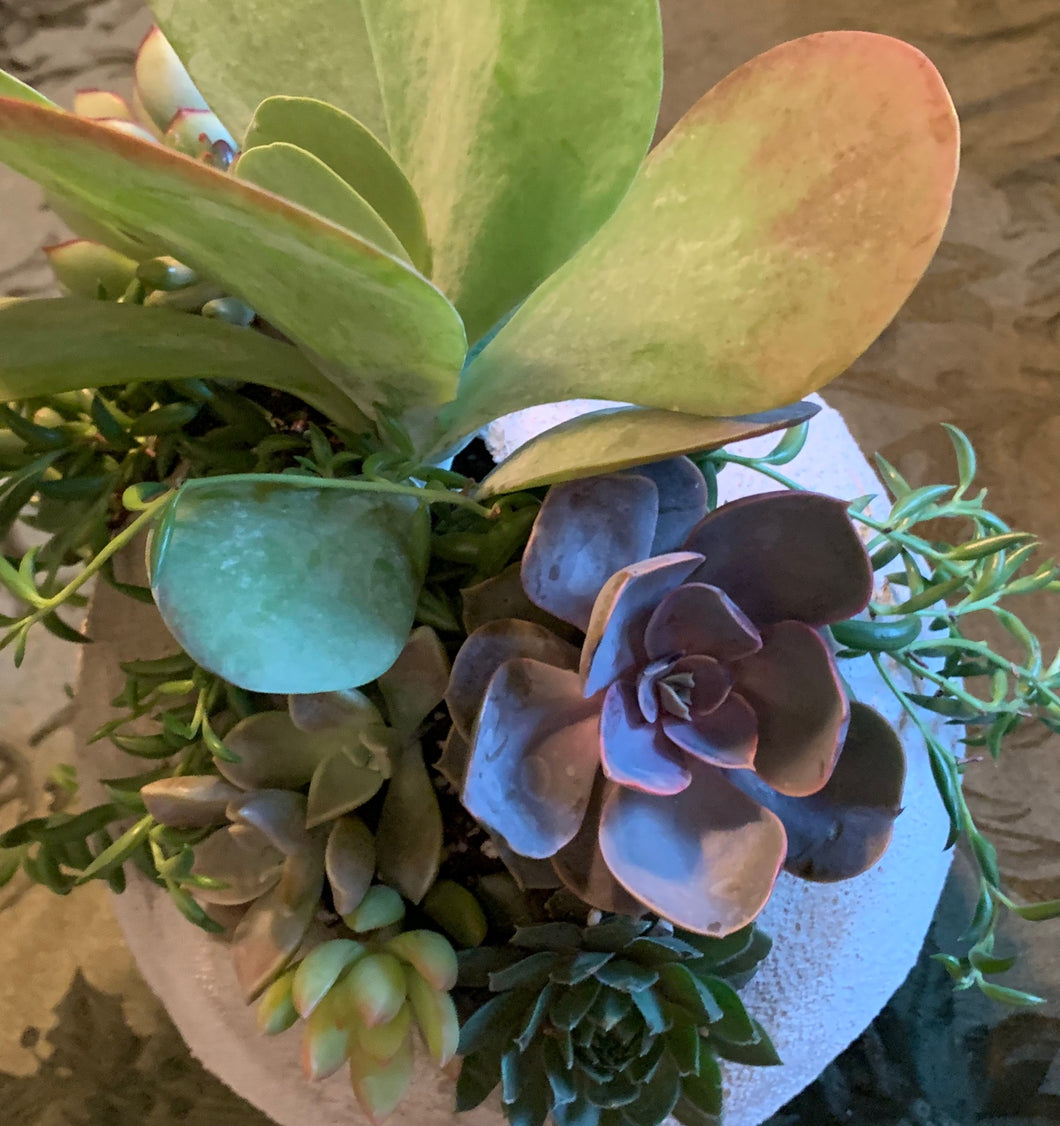 Small Globe Succulent Arrangement