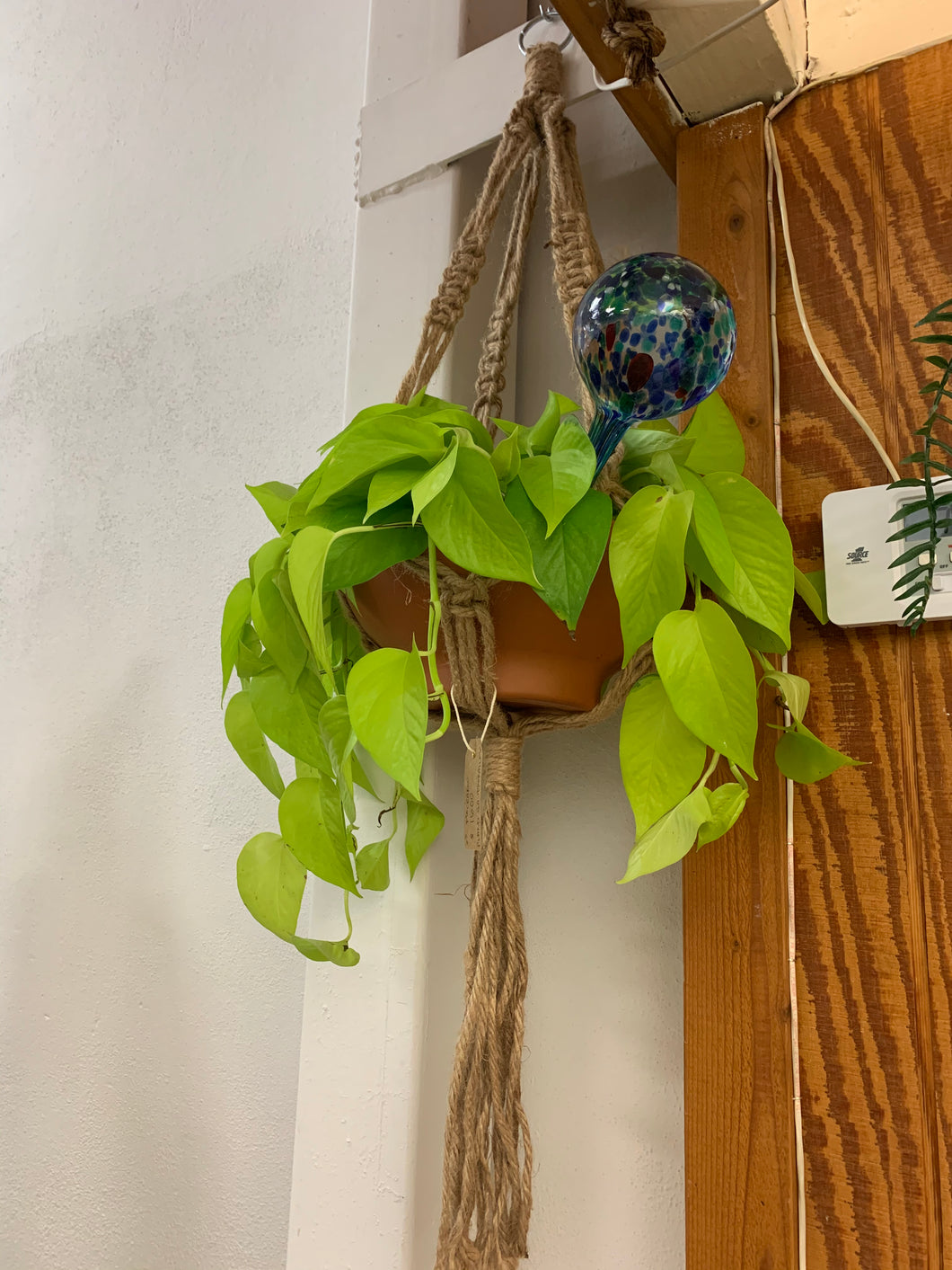 Neon Pothos
