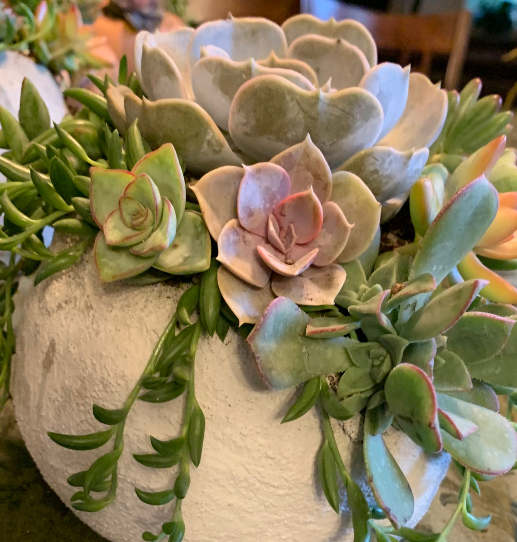 Small Globe Succulent Arrangement