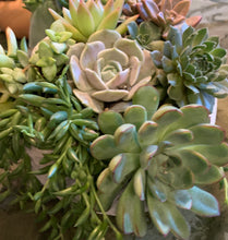 Load image into Gallery viewer, Small Globe Succulent Arrangement
