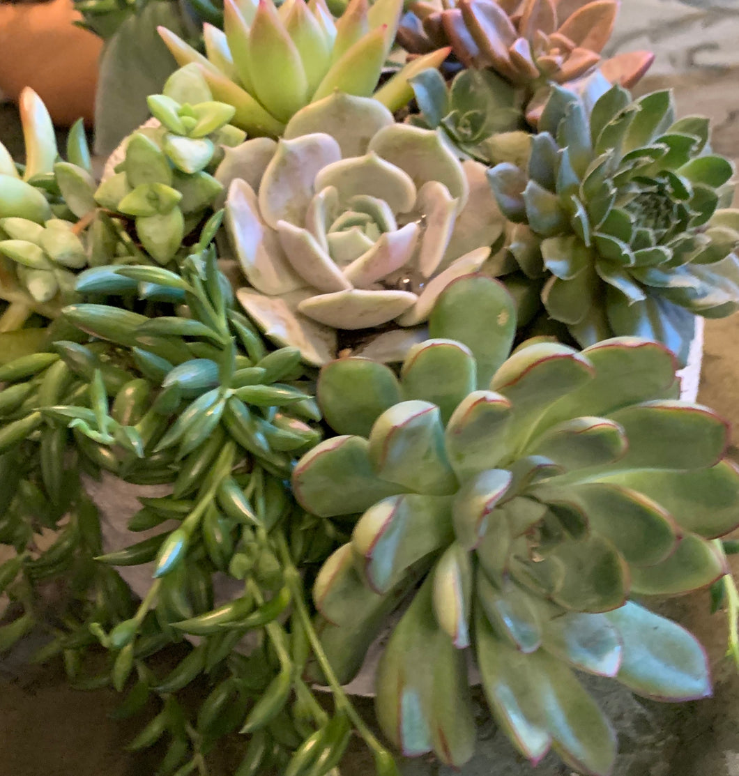 Small Globe Succulent Arrangement