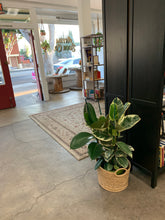 Load image into Gallery viewer, Rubber Plant Variegated
