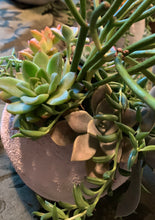 Load image into Gallery viewer, Small Globe Succulent Arrangement
