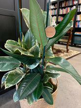 Load image into Gallery viewer, Rubber Plant Variegated
