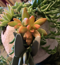 Load image into Gallery viewer, Small Globe Succulent Arrangement
