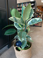 Load image into Gallery viewer, Rubber Plant Variegated

