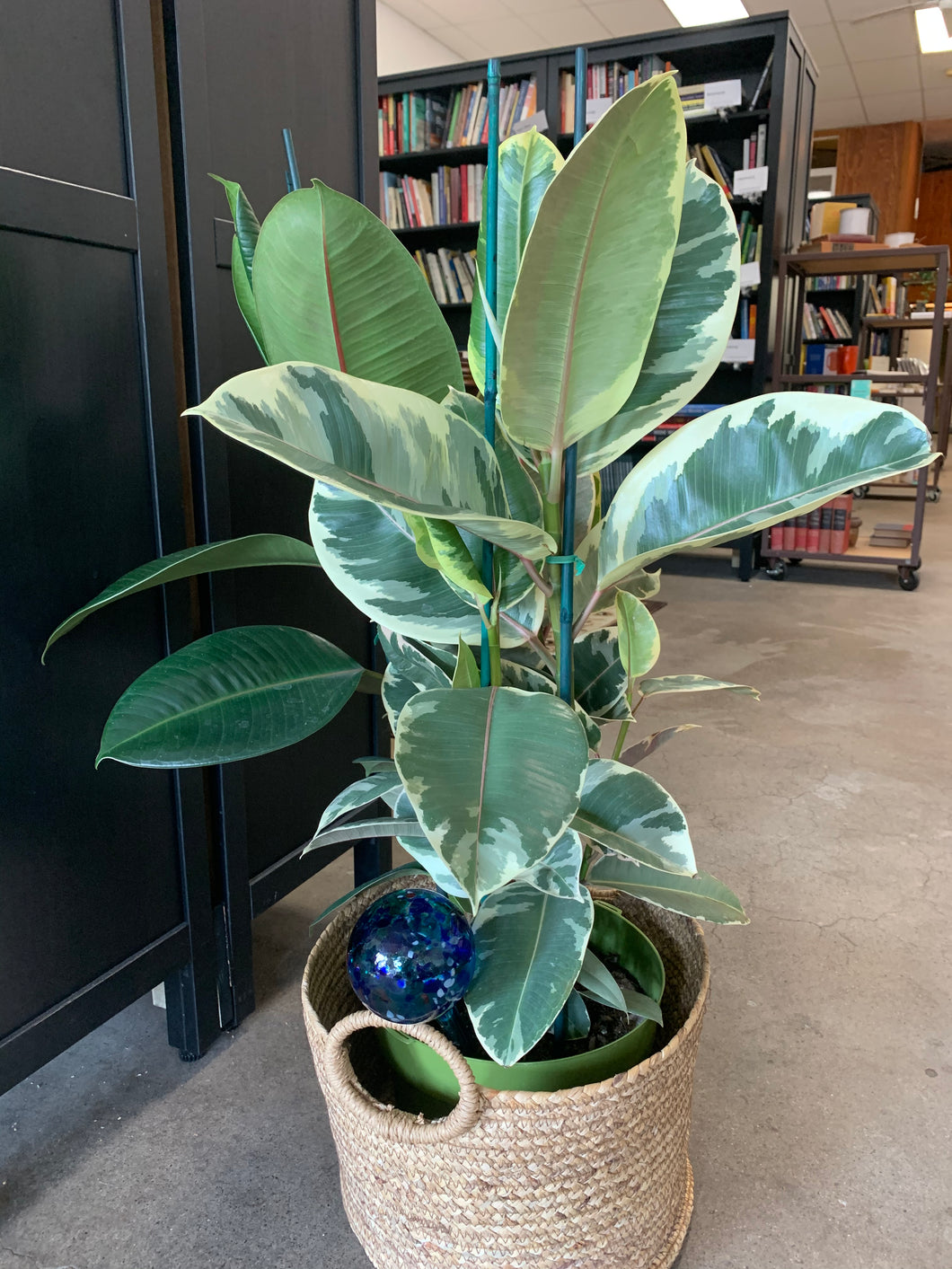 Rubber Plant Variegated