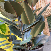 Load image into Gallery viewer, 12” Rubber Plant
