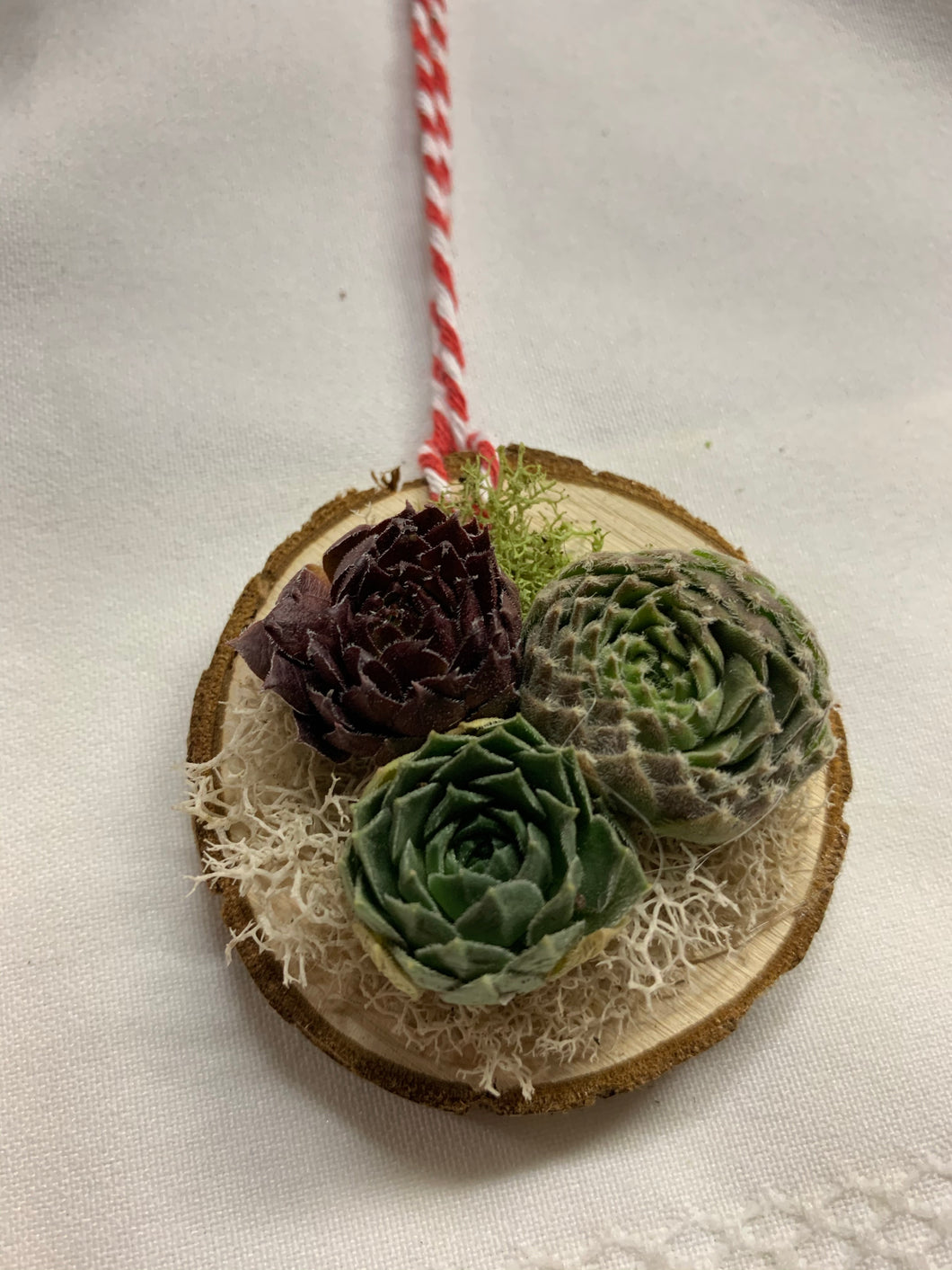 Mini Rosetta Succulent Wood Slice Ornament