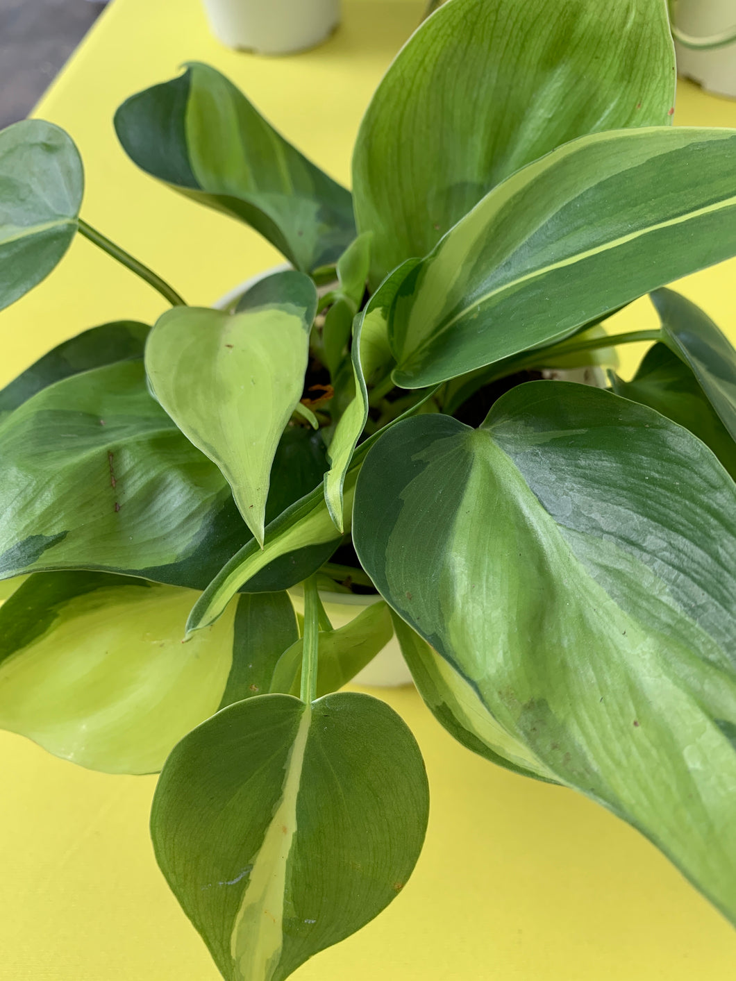 4” Philodendron Brasil