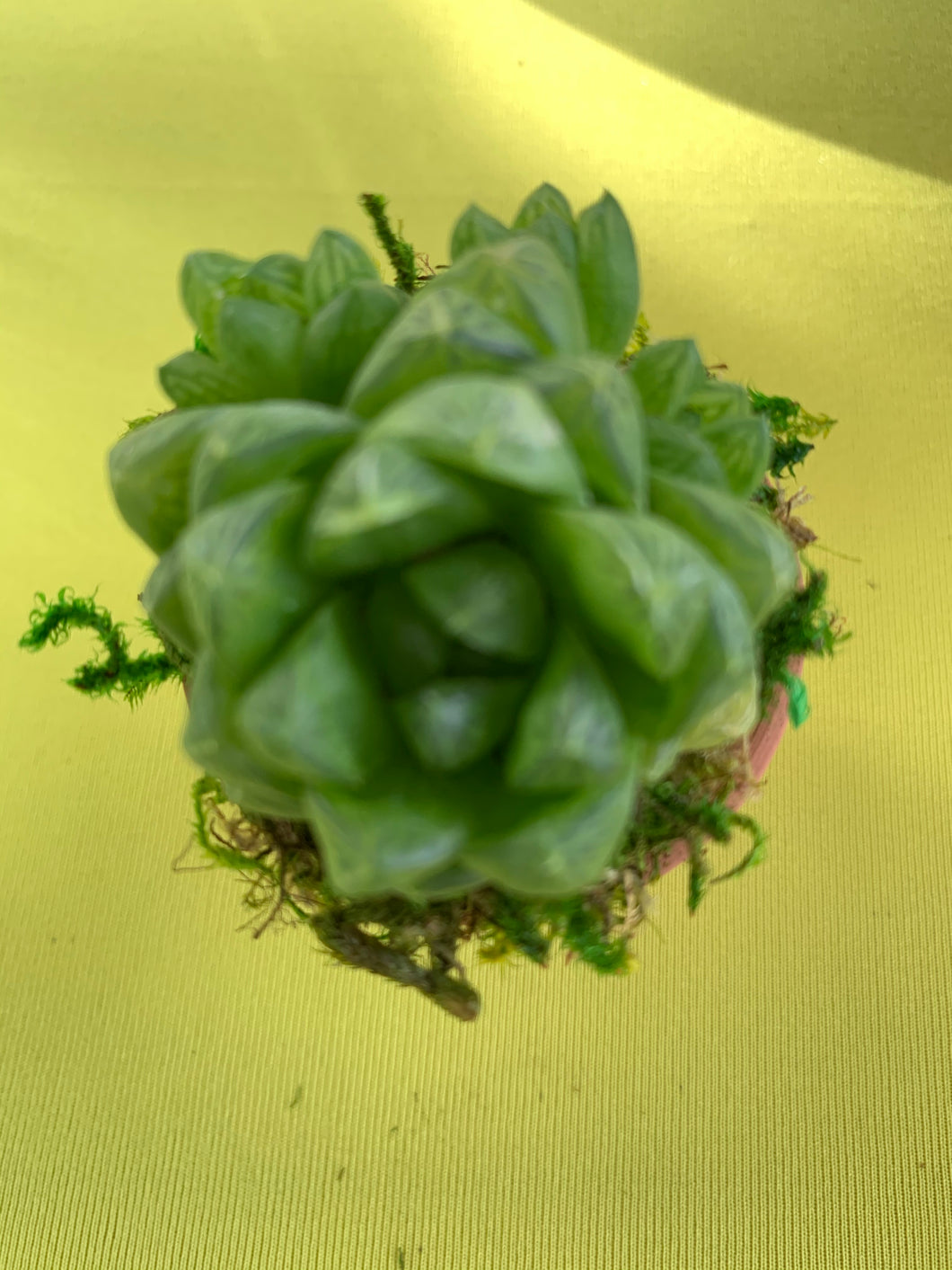 1.8” Terra-cotta Succulent
