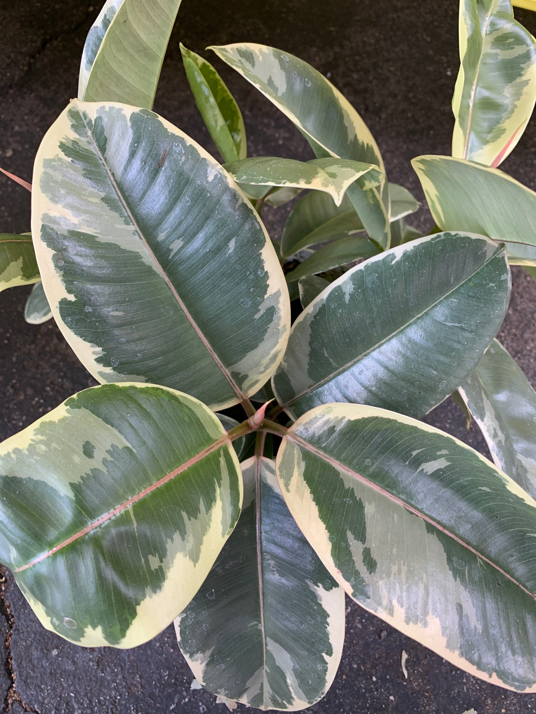 6” Variegated Rubber Plant