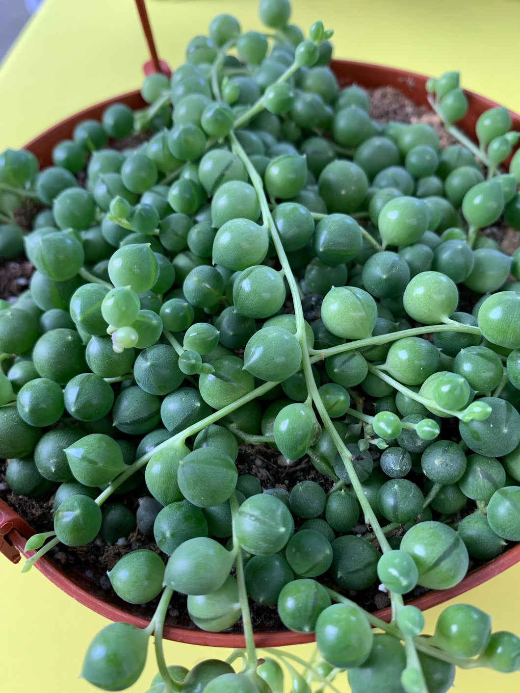 String of Pearls