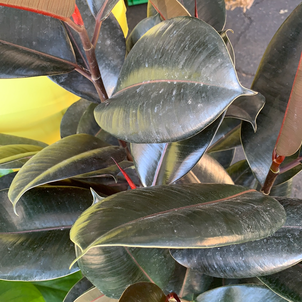 12” Rubber Plant