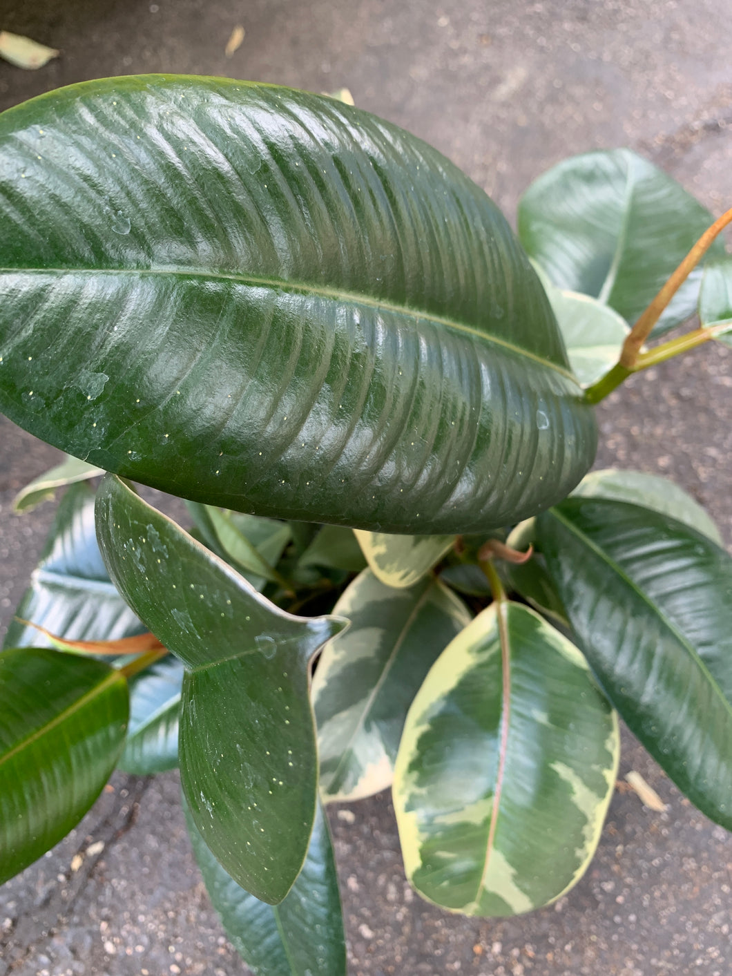 6” Rubber Plant Hybrid