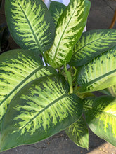 Load image into Gallery viewer, 10” Tropic Snow Plant
