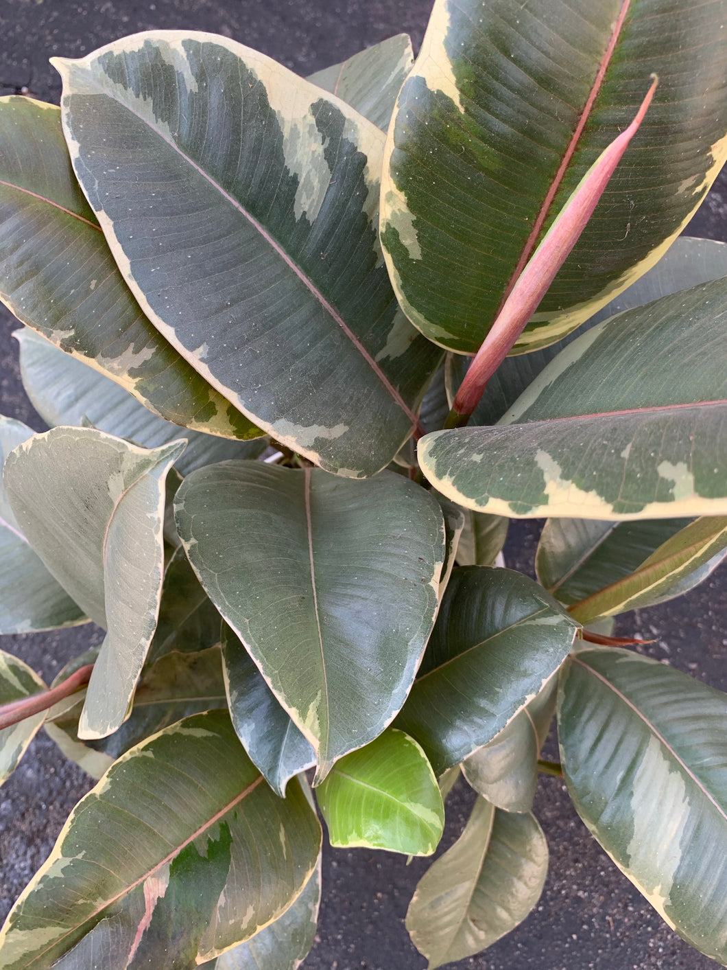 6” Variegated Rubber Plant