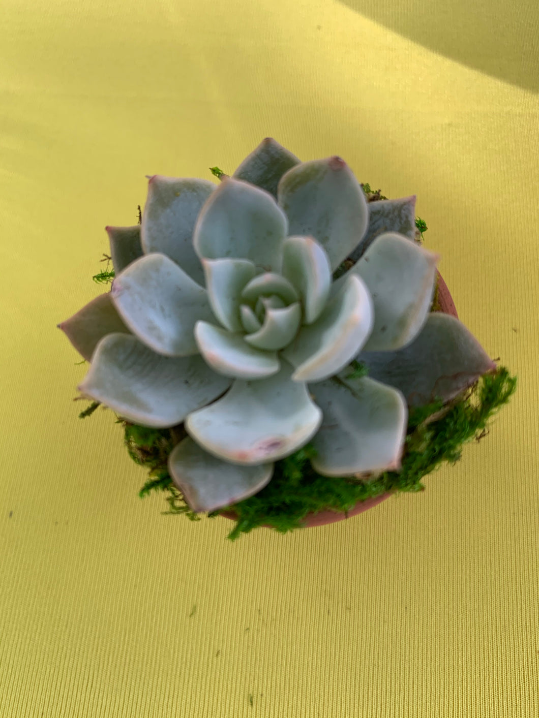 1.8” Terra-cotta Succulent