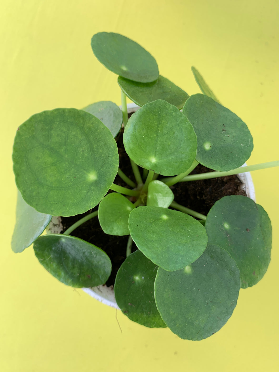 4” Chinese Money Plant