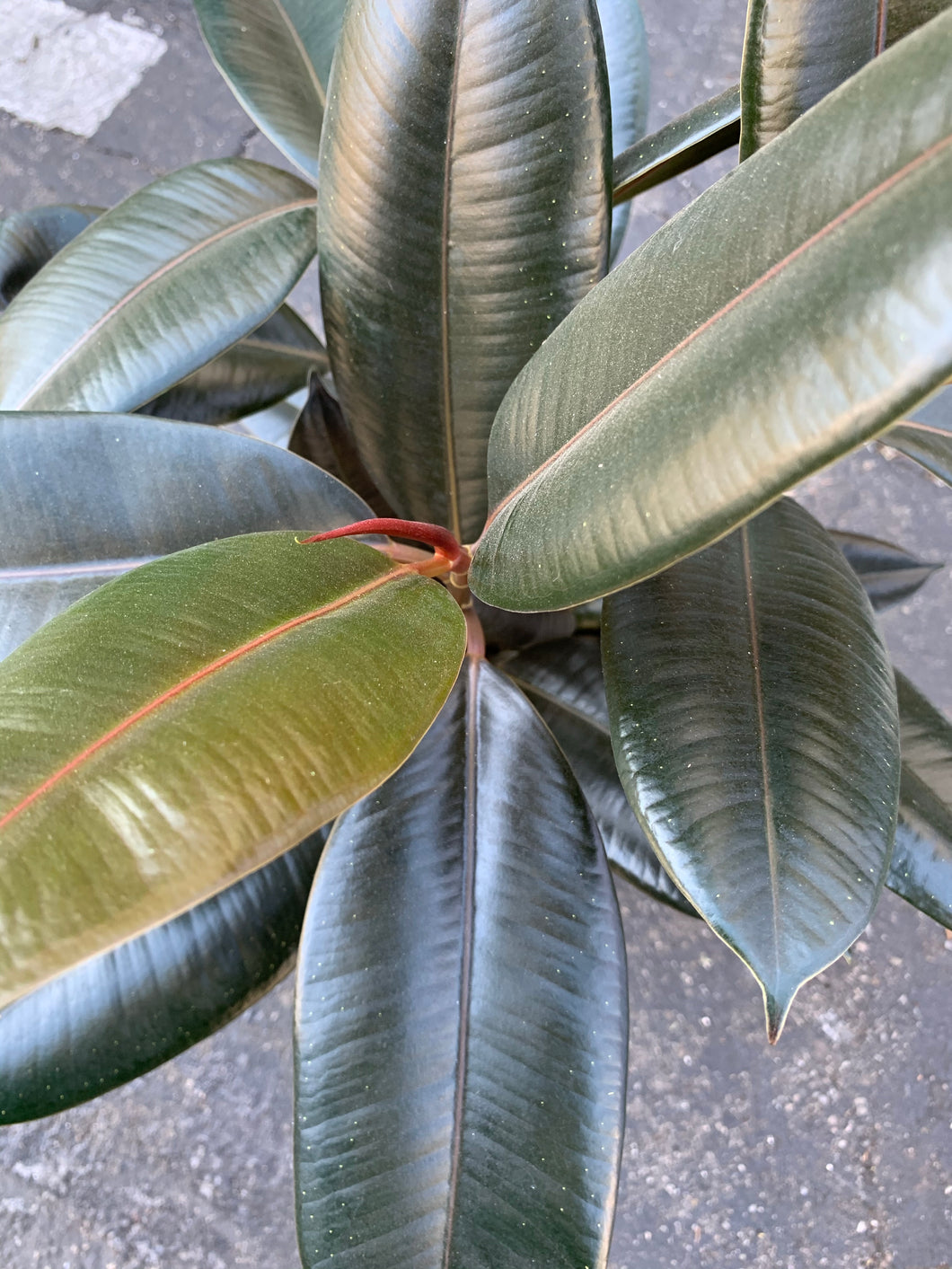 6” Rubber Plant
