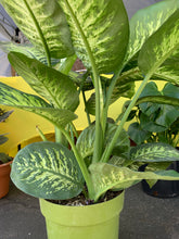 Load image into Gallery viewer, 8” Tropic Snow Plant
