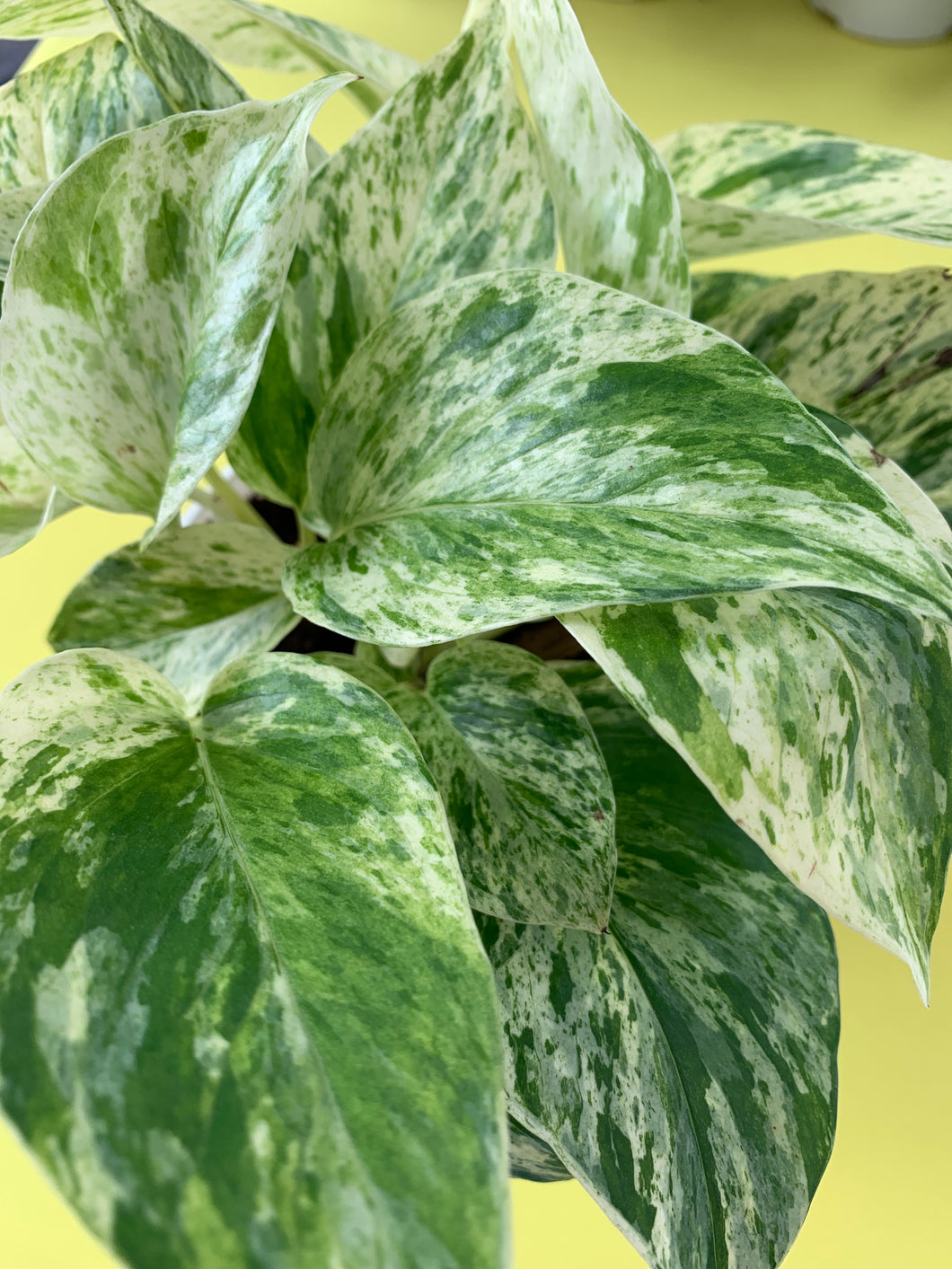4” Queen Pothos
