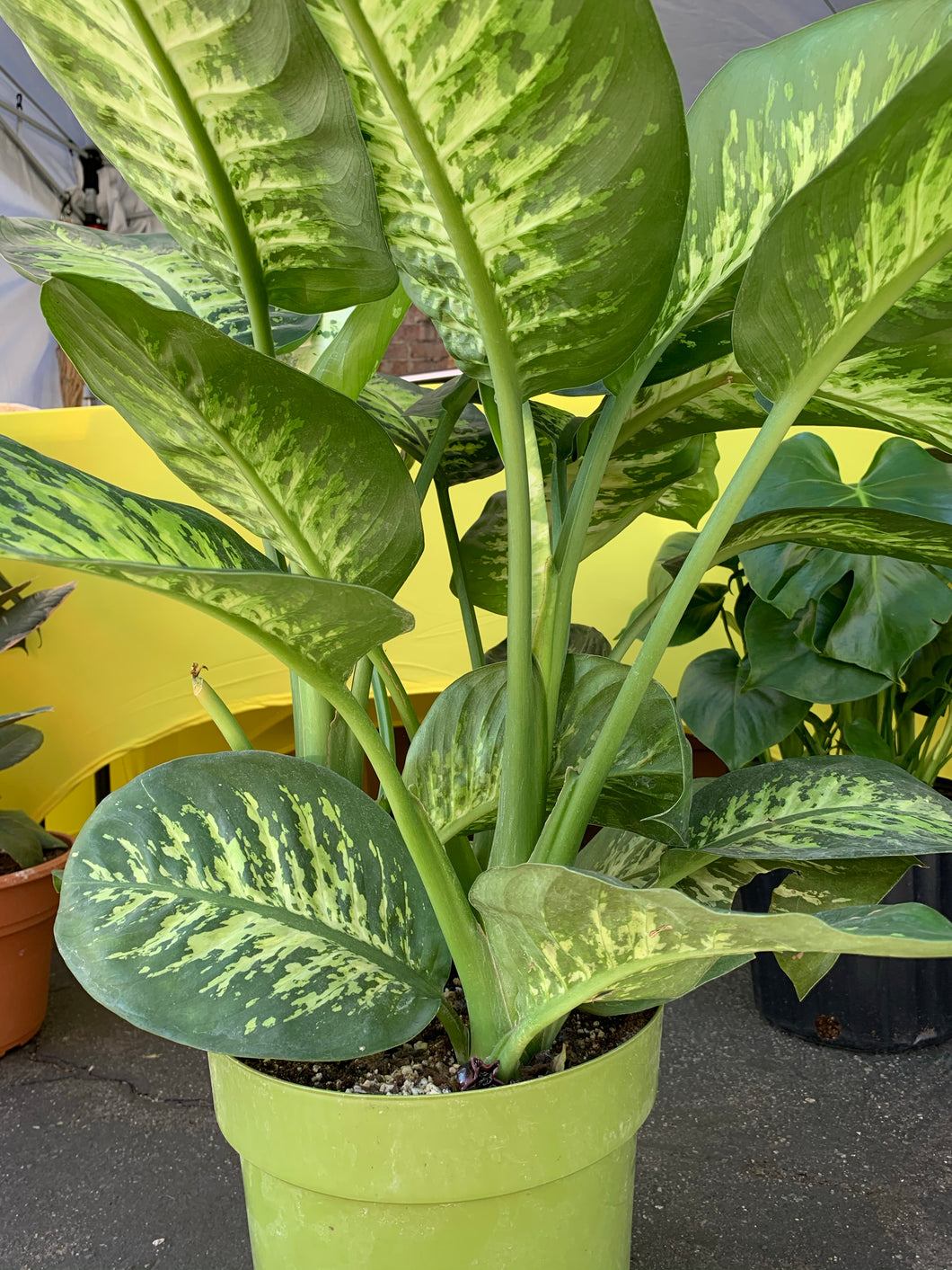 10” Tropic Snow Plant