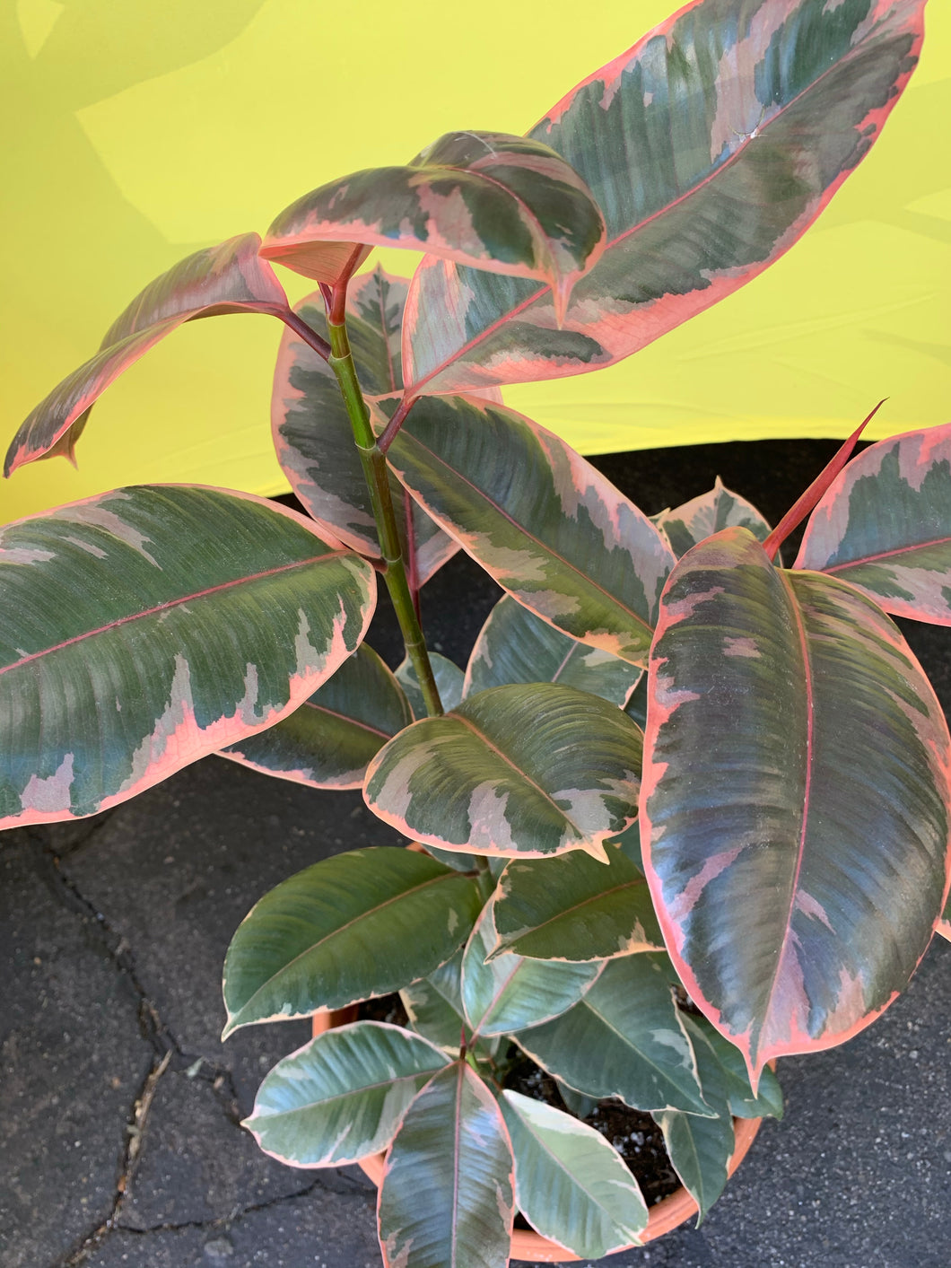 10” Ruby Rubber Plant