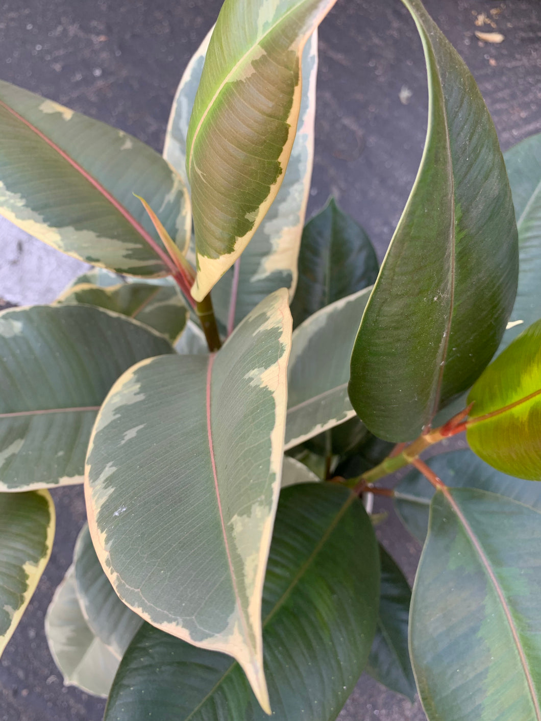 6” Rubber Plant Hybrid